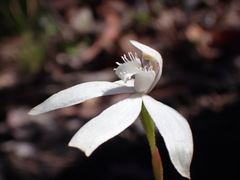 Caladenia dimorpha