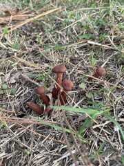Hydnangiaceae