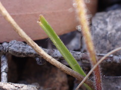 Caladenia dimorpha