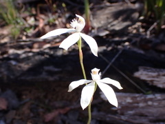 Caladenia dimorpha