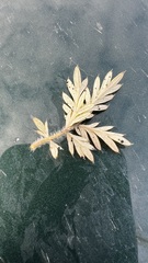 Potentilla tergemina