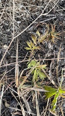 Potentilla tergemina