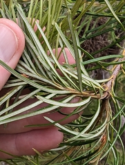 Banksia cunninghamii