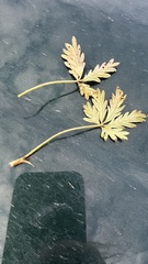 Potentilla tergemina