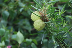 Gomphocarpus physocarpus