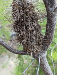 Banksia cunninghamii