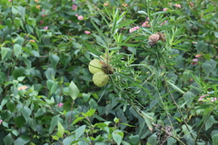 Gomphocarpus physocarpus