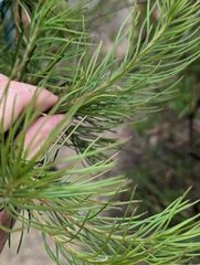 Banksia cunninghamii