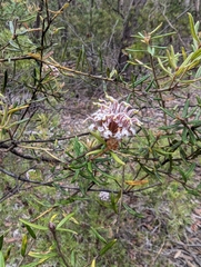 Grevillea phylicoides