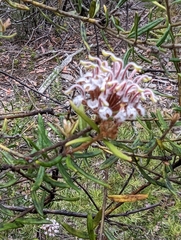 Grevillea phylicoides