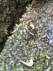 Polyrhachis bihamata