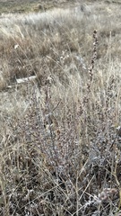 Artemisia nitrosa
