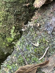 Polyrhachis bihamata