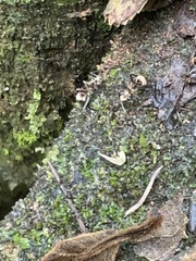 Polyrhachis bihamata