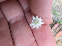 Actinotus minor