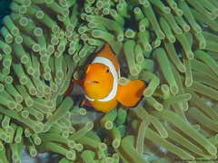 Amphiprion ocellaris