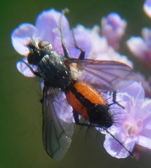 Eriothrix rufomaculata