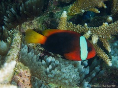 Amphiprion melanopus