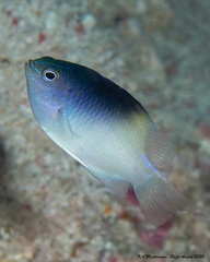 Chrysiptera rollandi