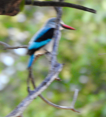 Halcyon senegalensis