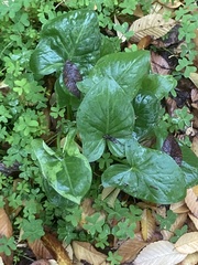 Arum italicum