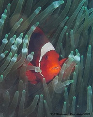 Amphiprion biaculeatus
