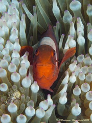 Amphiprion biaculeatus