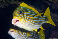 Plectorhinchus polytaenia