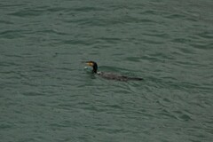 Phalacrocorax carbo