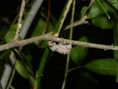 Brachycerus