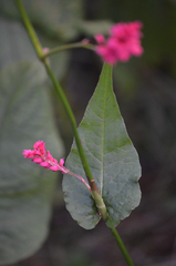 Bistorta amplexicaulis