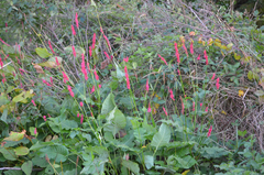 Bistorta amplexicaulis