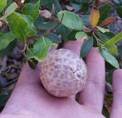 Andricus vacciniifoliae