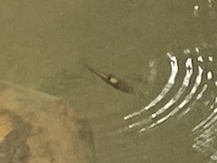 Striuntius lateristriga