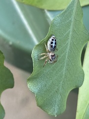 Opisthoncus sexmaculatus