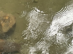 Striuntius lateristriga