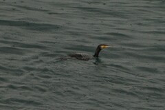 Phalacrocorax carbo
