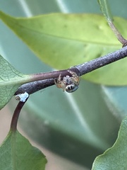 Opisthoncus sexmaculatus