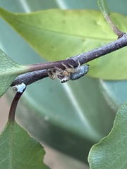 Opisthoncus sexmaculatus