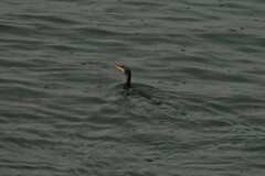 Phalacrocorax carbo