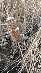 Typha laxmannii