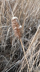 Typha laxmannii
