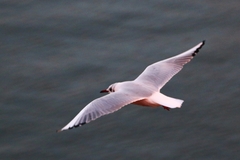 Chroicocephalus ridibundus