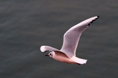 Chroicocephalus ridibundus