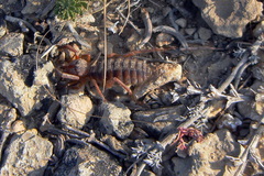 Gluvia dorsalis