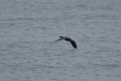 Phalacrocorax carbo