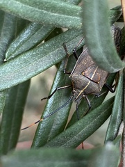 Omyta centrolineata