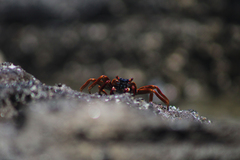 Grapsus