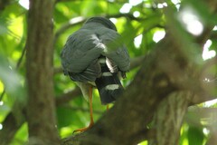 Accipiter minullus