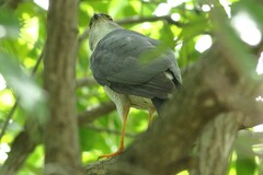 Accipiter minullus